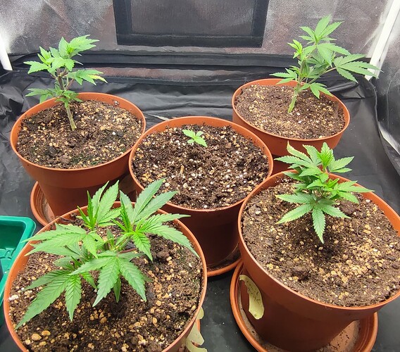 Growreport Bild 5