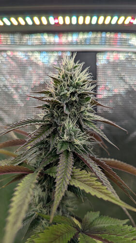 Ein einzelner, dichter Hauptbud einer Cannabis-Pflanze mit vielen weißen Stigmen und einer leichten Trichom-Schicht. Die Blätter sind dunkelgrün mit violetten Rändern. Im Hintergrund ist eine Grow-LED-Lampe zu sehen.