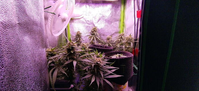 Growreport Bild 1