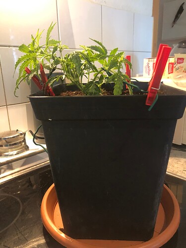 Growreport Bild 8