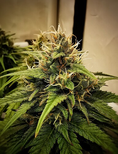 Growreport Bild 3