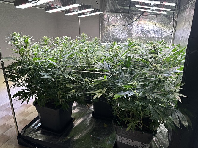 Growreport Bild 7