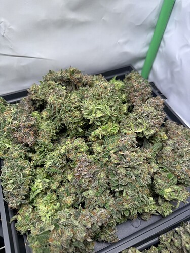 Growreport Bild 11