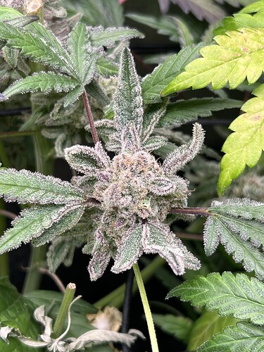 Growreport Bild 65