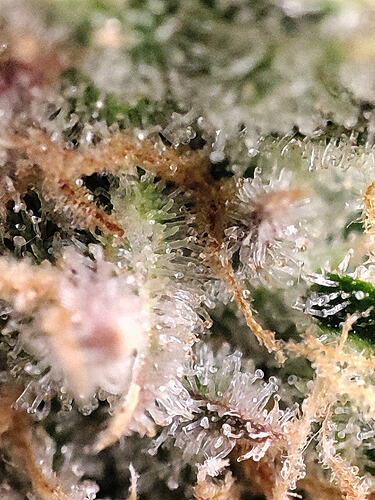 Growreport Bild 31