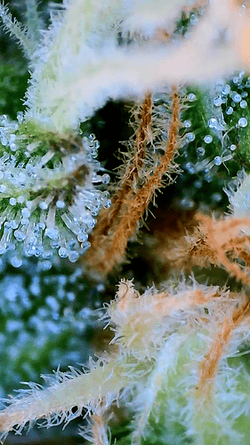 Growreport Bild 5