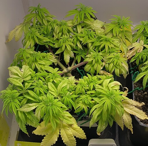 Growreport Bild 2