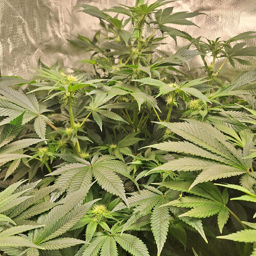 Eine Cannabis-Pflanze in der Blütephase mit vielen Blättern und beginnenden Blütenständen.