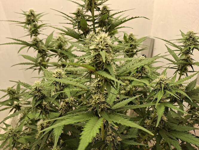 Growreport Bild 134