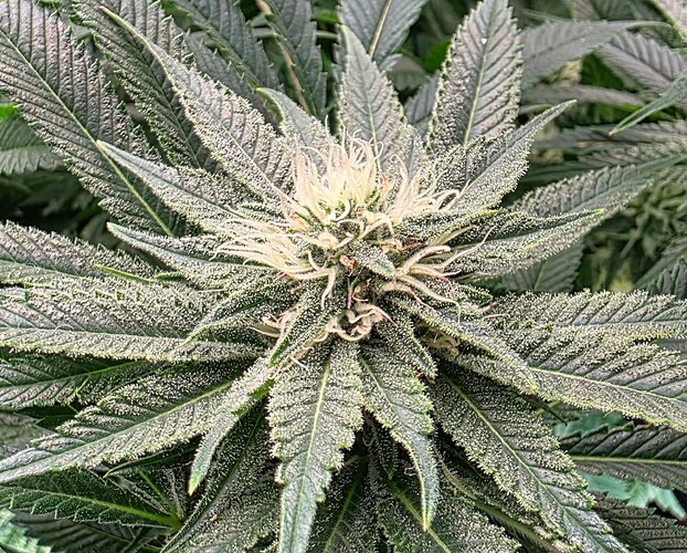 Growreport Bild 32