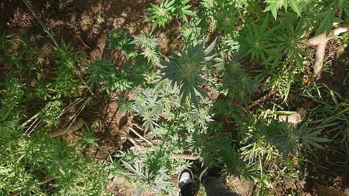 DSC_4307