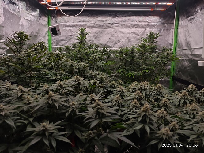 Growreport Bild 19
