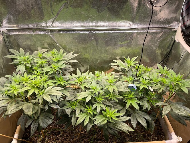 Growreport Bild 2