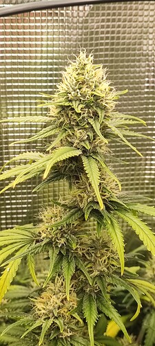 Growreport Bild 50