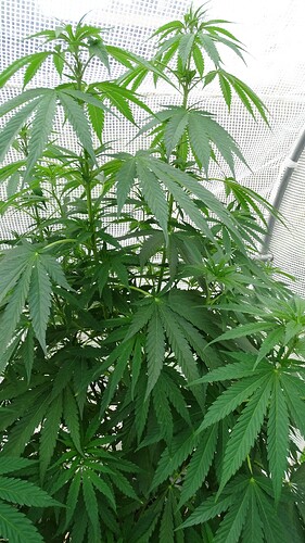 Growreport Bild 18