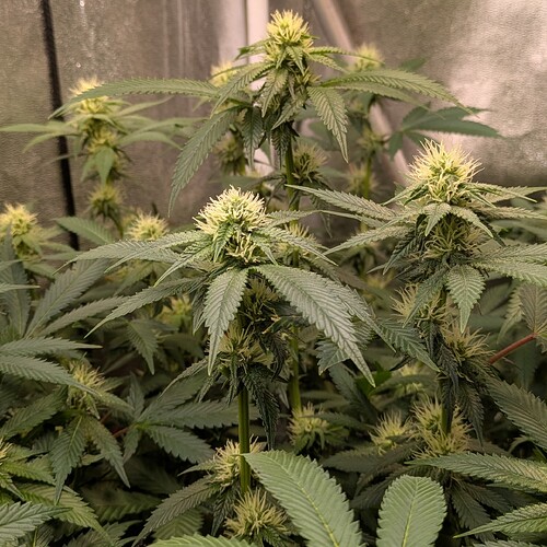 Growreport Bild 7