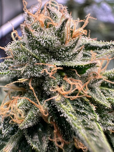 Growreport Bild 12