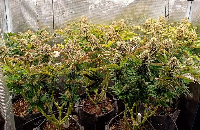 Growreport Bild 1