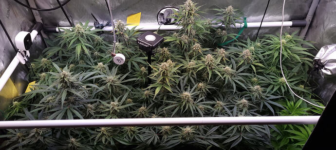 Growreport Bild 41
