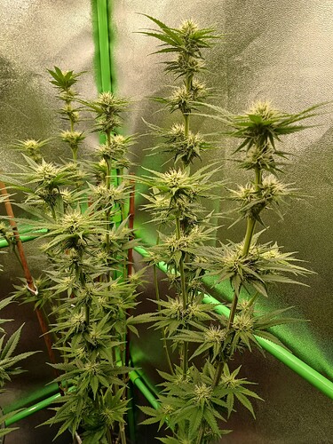 Growreport Bild 3