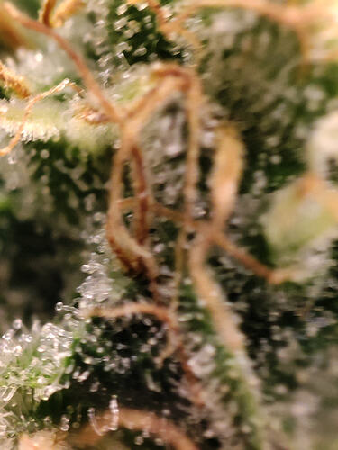 Growreport Bild 17