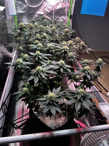 Growreport Bild 22