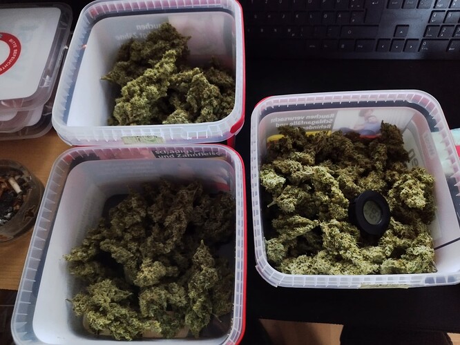 Drei Behälter mit getrockneten Cannabis-Buds. Einer der Behälter enthält ein kleines Hygrometer.