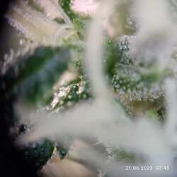trichome 1