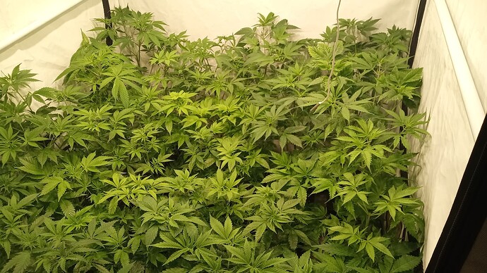Growreport Bild 4