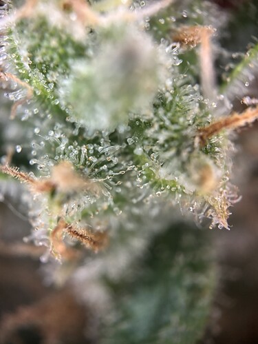 Growreport Bild 72