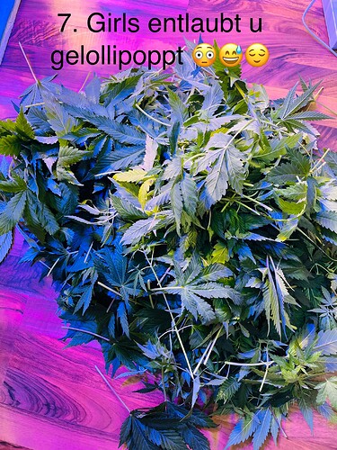 Growreport Bild 19