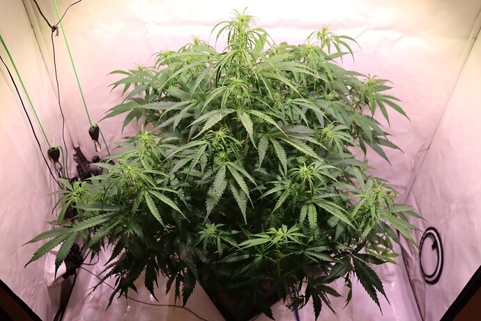 Growreport Bild 1