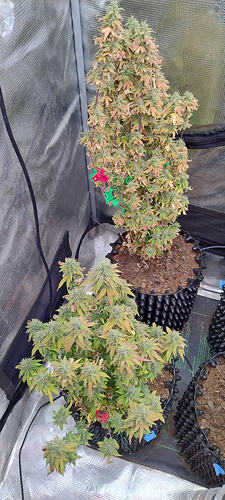 Growreport Bild 3