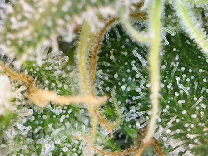 Growreport Bild 4