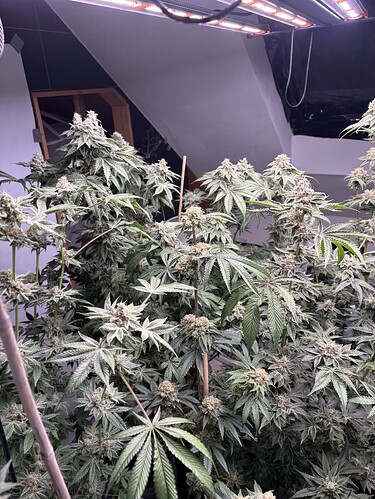 Growreport Bild 6
