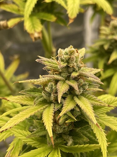 Growreport Bild 5