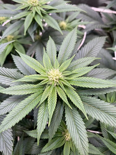 Growreport Bild 4