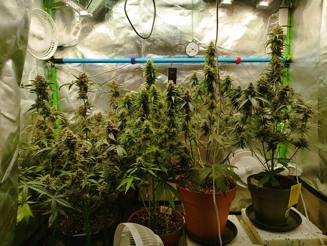 Mehrere Cannabis-Pflanzen in voller Blüte in einem Zelt, mit Lüftern und Beleuchtung.