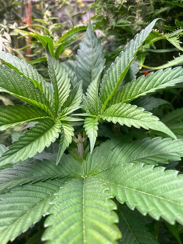 Growreport Bild 8