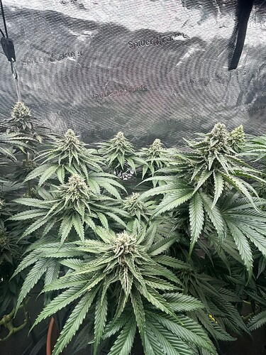 Growreport Bild 15