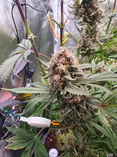 Growreport Bild 8