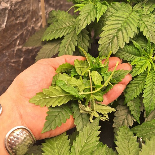 Eine Hand hält eine Ansammlung von beschnittenen Blättern einer Cannabispflanze, während im Hintergrund weitere Pflanzen zu sehen sind.
