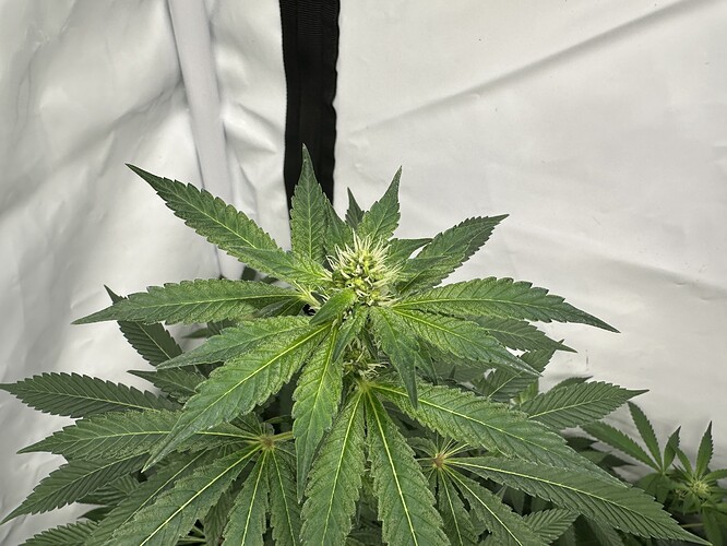 Growreport Bild 3