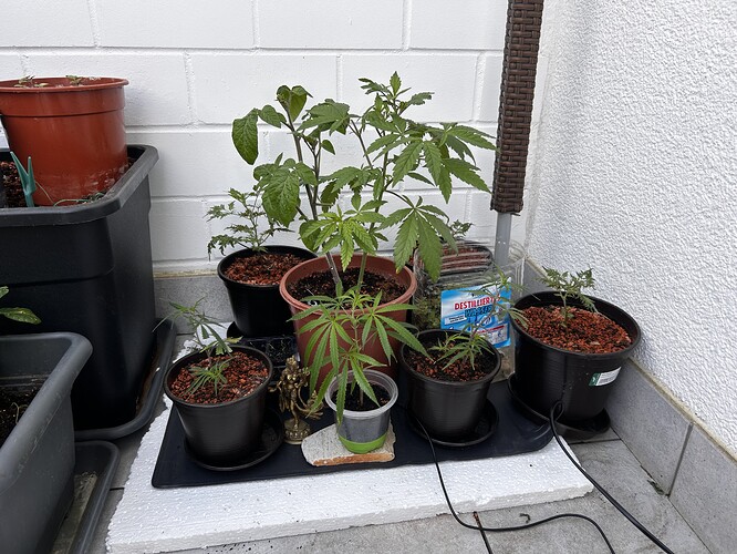 Growreport Bild 6