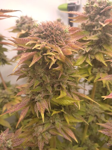 Growreport Bild 39