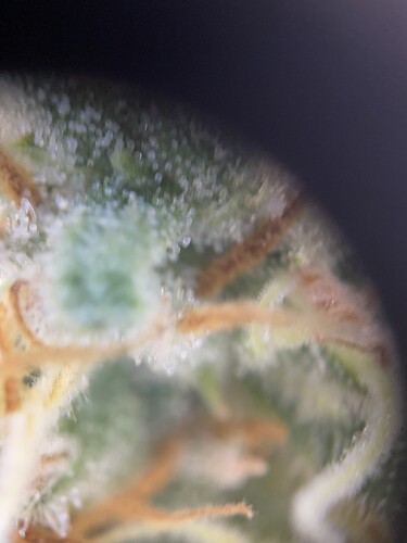 Growreport Bild 5