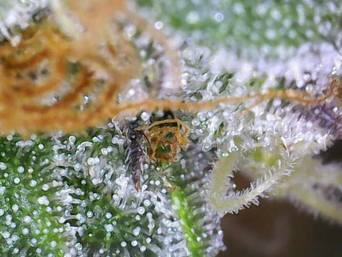 Growreport Bild 11