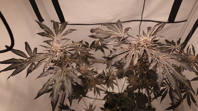 Growreport Bild 2