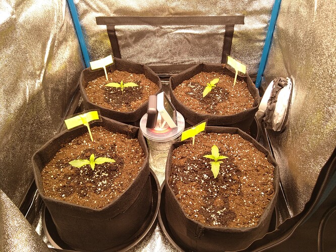 Growreport Bild 1