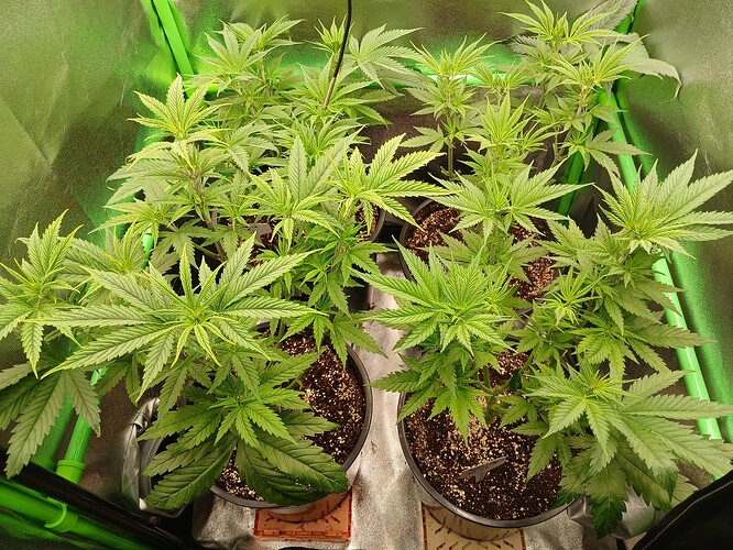 Growreport Bild 22